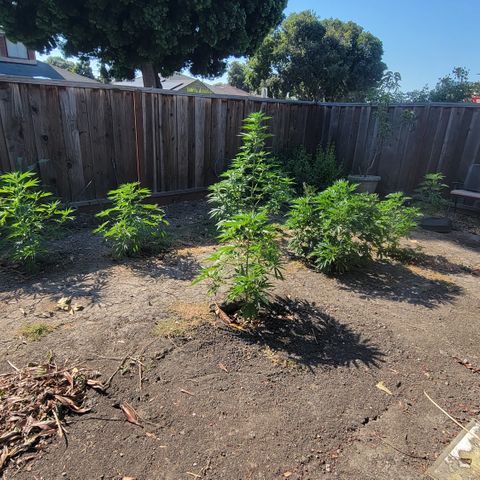 Plant 5: "Hella Jelly" growlog timeline photo