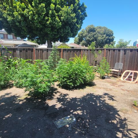 Plant 5: "Hella Jelly" growlog timeline photo