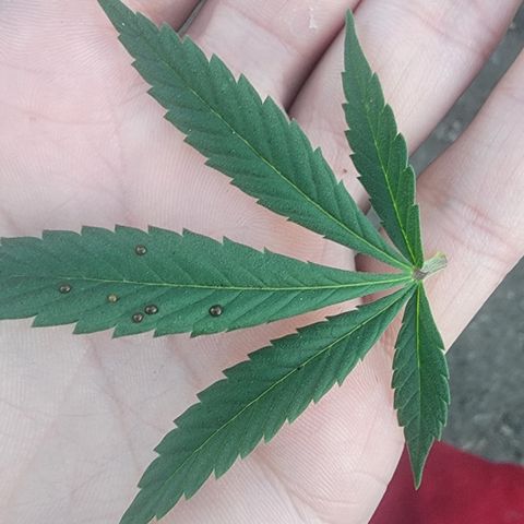 Plant 5: "Hella Jelly" growlog photo: Pesticides on some leaves 