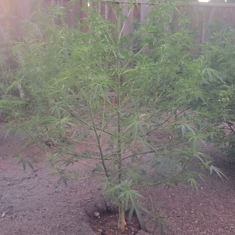 Plant 5: "Hella Jelly" growlog timeline photo