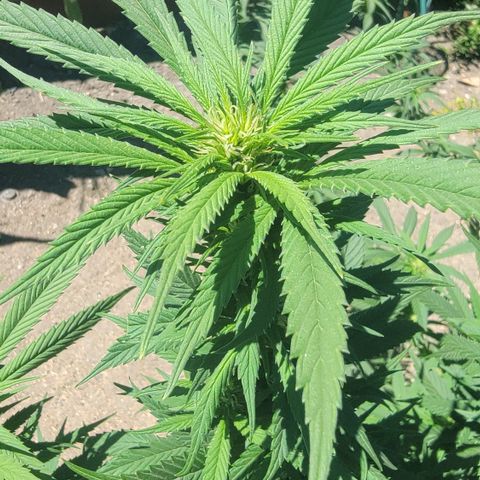 Plant 4: "Christmas Tree" growlog timeline photo