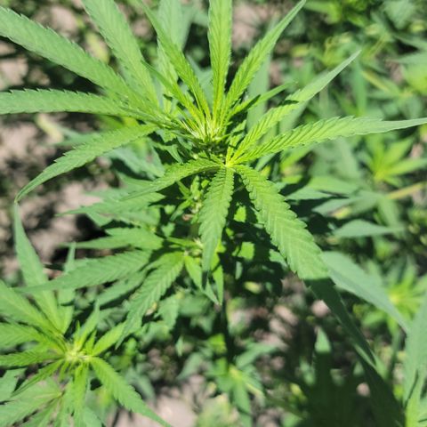 Plant 5: "Hella Jelly" growlog timeline photo