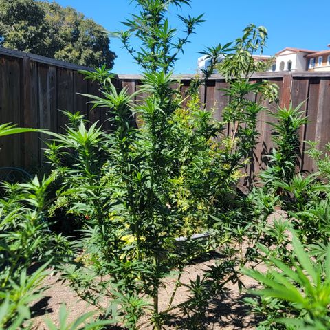 Plant 4: "Christmas Tree" growlog timeline photo