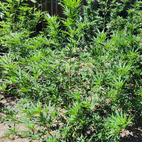 Plant 5: "Hella Jelly" growlog timeline photo