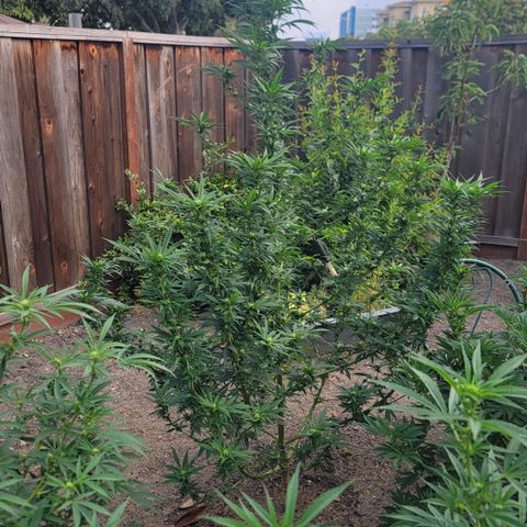 Plant 4: "Christmas Tree" growlog timeline photo
