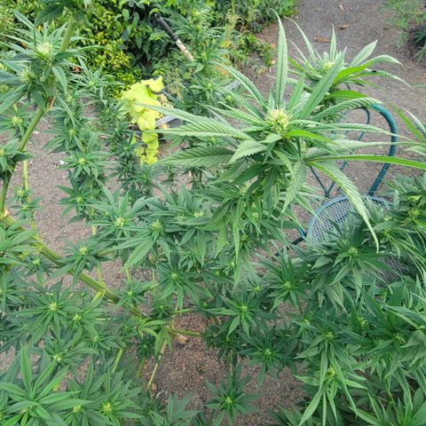 Plant 4: "Christmas Tree" growlog timeline photo
