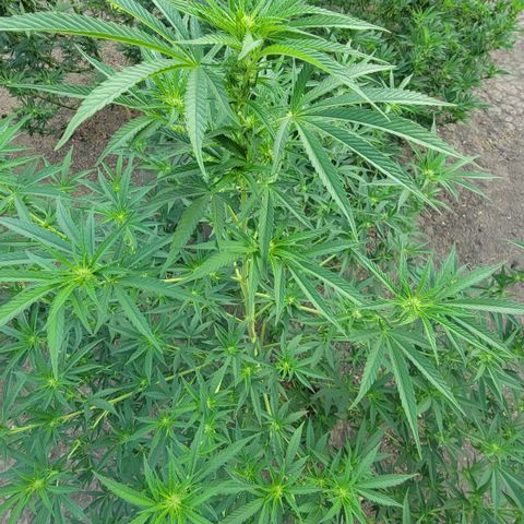 Plant 5: "Hella Jelly" growlog timeline photo