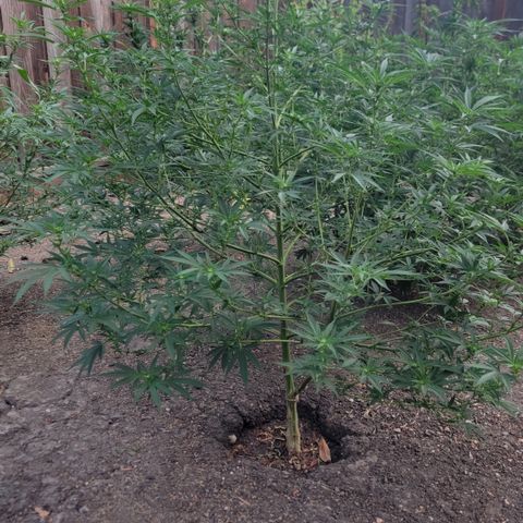 Plant 5: "Hella Jelly" growlog timeline photo