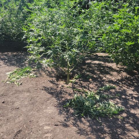 Plant 5: "Hella Jelly" growlog timeline photo