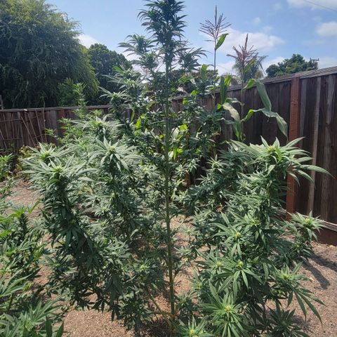 Plant 4: "Christmas Tree" growlog photo: Slight defoliation 