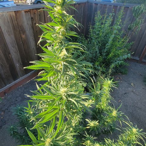 Plant 4: "Christmas Tree" growlog timeline photo