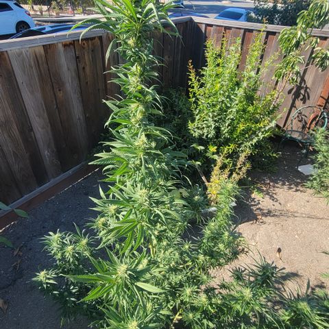 Plant 4: "Christmas Tree" growlog timeline photo