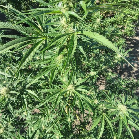 Plant 5: "Hella Jelly" growlog timeline photo