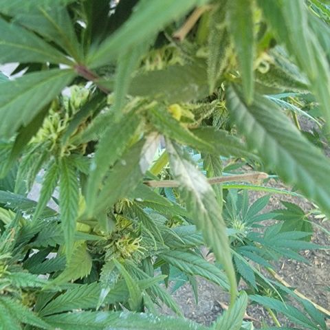 Plant 4: "Christmas Tree" growlog photo: Looks healthy, some mildew spots