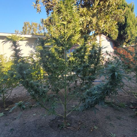 Plant 4: "Christmas Tree" growlog photo: Looks healthy, some mildew spots