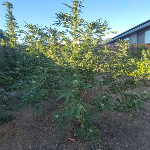 Plant 5: "Hella Jelly" growlog timeline photo