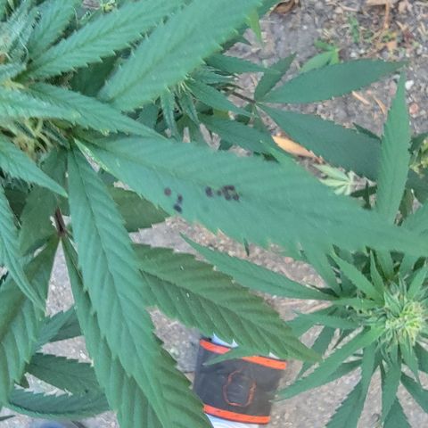Plant 4: "Christmas Tree" growlog photo: Black dots