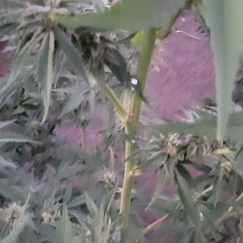 Plant 5: "Hella Jelly" growlog photo: Honeydew, spider, mildew found on plants. 

Spiders, Honeydew? And mildew