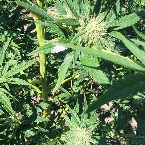 Plant 5: "Hella Jelly" growlog photo: Honeydew, spider, mildew found on plants. 

Spiders, Honeydew? And mildew