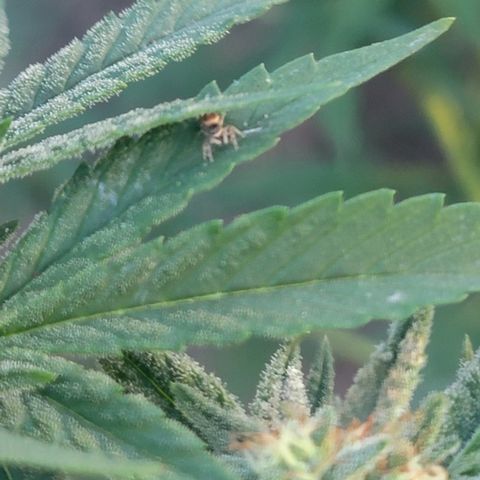 Plant 5: "Hella Jelly" growlog photo: Honeydew, spider, mildew found on plants. 

Spiders, Honeydew? And mildew