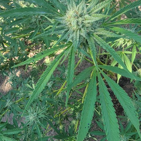 Plant 5: "Hella Jelly" growlog timeline photo
