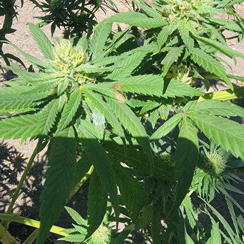 Plant 5: "Hella Jelly" growlog timeline photo