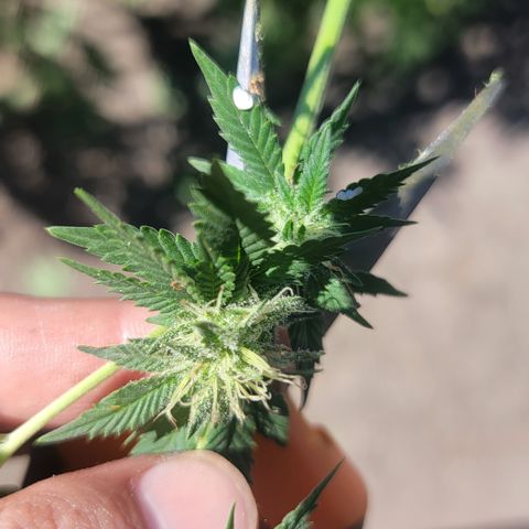 Plant 5: "Hella Jelly" growlog timeline photo