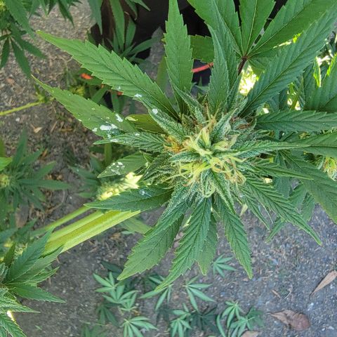 Plant 4: "Christmas Tree" growlog timeline photo