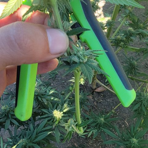 Plant 4: "Christmas Tree" growlog timeline photo