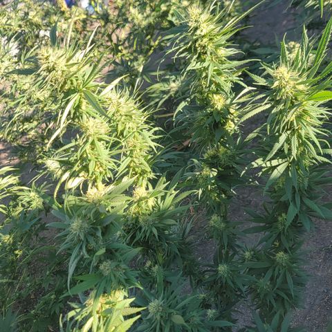 Plant 4: "Christmas Tree" growlog timeline photo