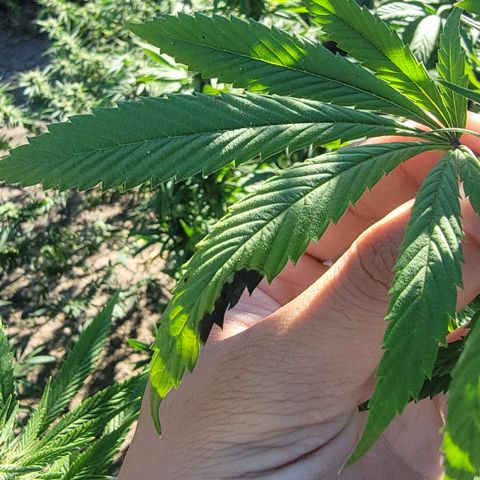 Plant 4: "Christmas Tree" growlog timeline photo