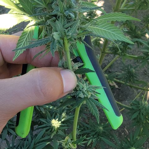 Plant 4: "Christmas Tree" growlog timeline photo