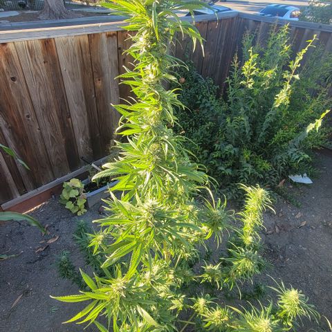 Plant 4: "Christmas Tree" growlog timeline photo