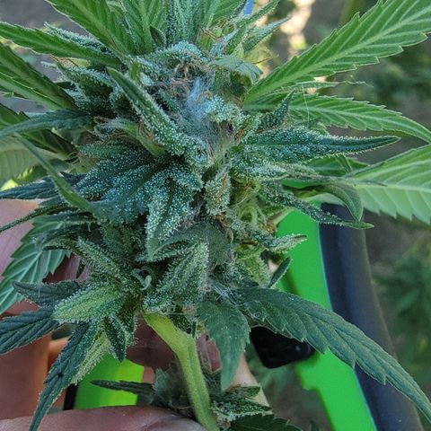 Plant 4: "Christmas Tree" growlog timeline photo