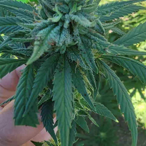 Plant 4: "Christmas Tree" growlog timeline photo