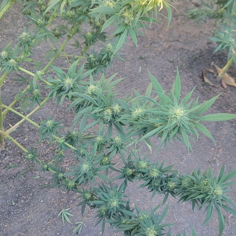 Plant 4: "Christmas Tree" growlog timeline photo