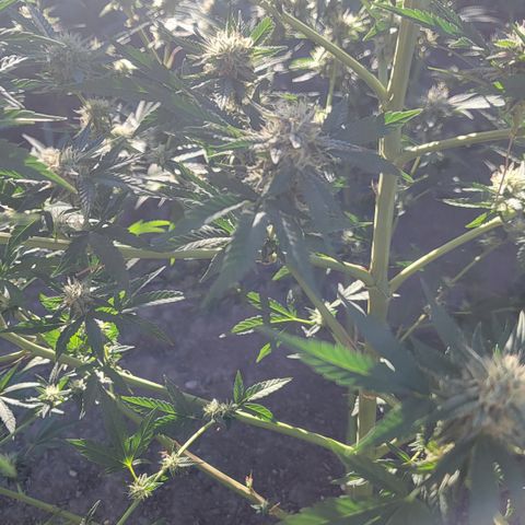 Plant 5: "Hella Jelly" growlog timeline photo