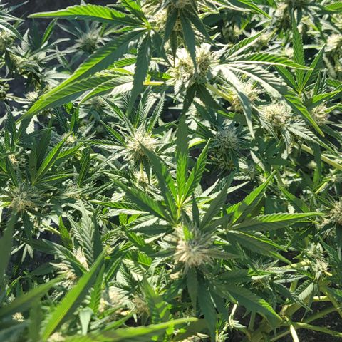 Plant 5: "Hella Jelly" growlog timeline photo