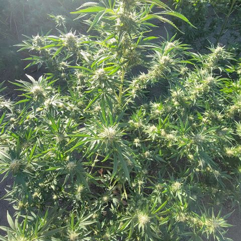 Plant 5: "Hella Jelly" growlog timeline photo