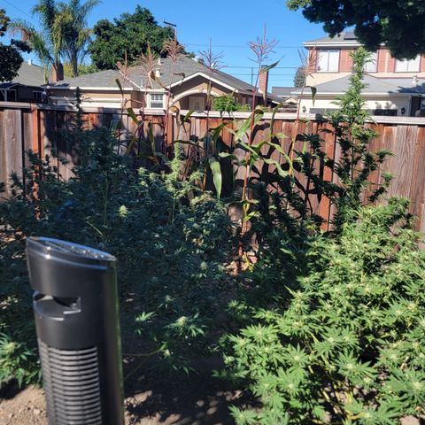 Plant 5: "Hella Jelly" growlog photo: Oscillating fans added