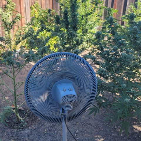 Plant 5: "Hella Jelly" growlog photo: Oscillating fans added