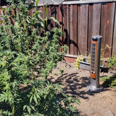 Plant 5: "Hella Jelly" growlog photo: Oscillating fans added