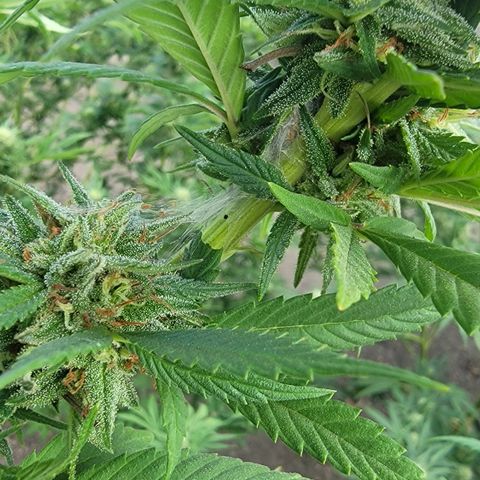 Plant 4: "Christmas Tree" growlog timeline photo