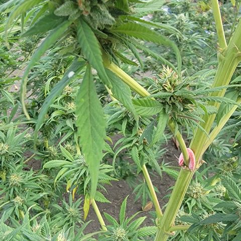 Plant 4: "Christmas Tree" growlog timeline photo