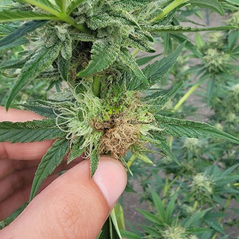 Plant 5: "Hella Jelly" growlog timeline photo