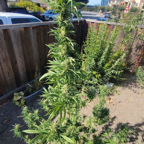 Plant 4: "Christmas Tree" growlog timeline photo