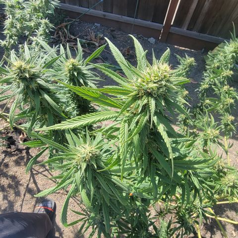 Plant 4: "Christmas Tree" growlog timeline photo