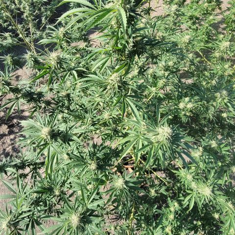 Plant 5: "Hella Jelly" growlog timeline photo