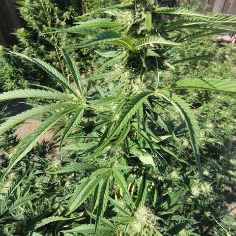Plant 5: "Hella Jelly" growlog timeline photo