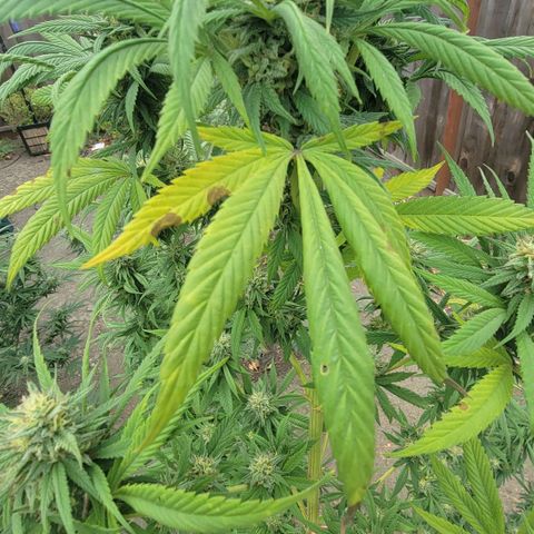 Plant 4: "Christmas Tree" growlog photo: Some yellow Leaves